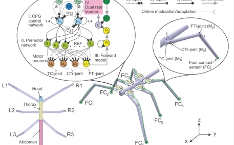 像竹节虫那样迈开大长腿,机器人学废了吗?|南丹麦大学最新成果